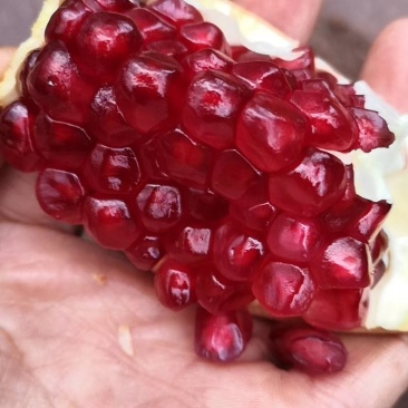突尼斯软籽石榴