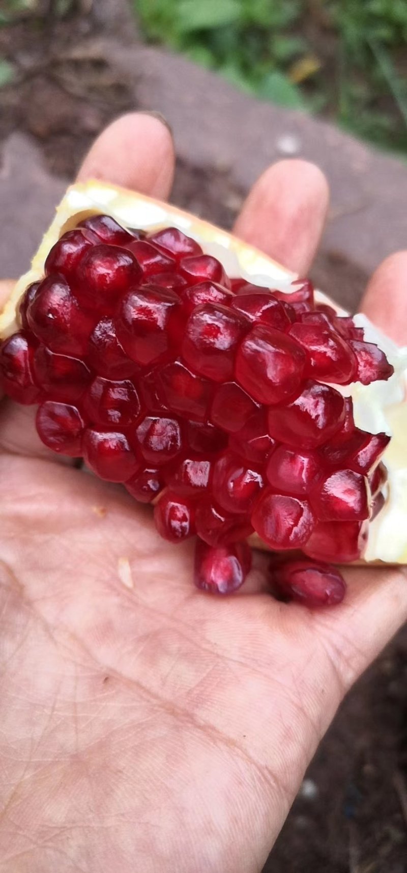 突尼斯软籽石榴