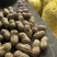 襄阳鲜花生小白沙精品带壳大量上市可供超市