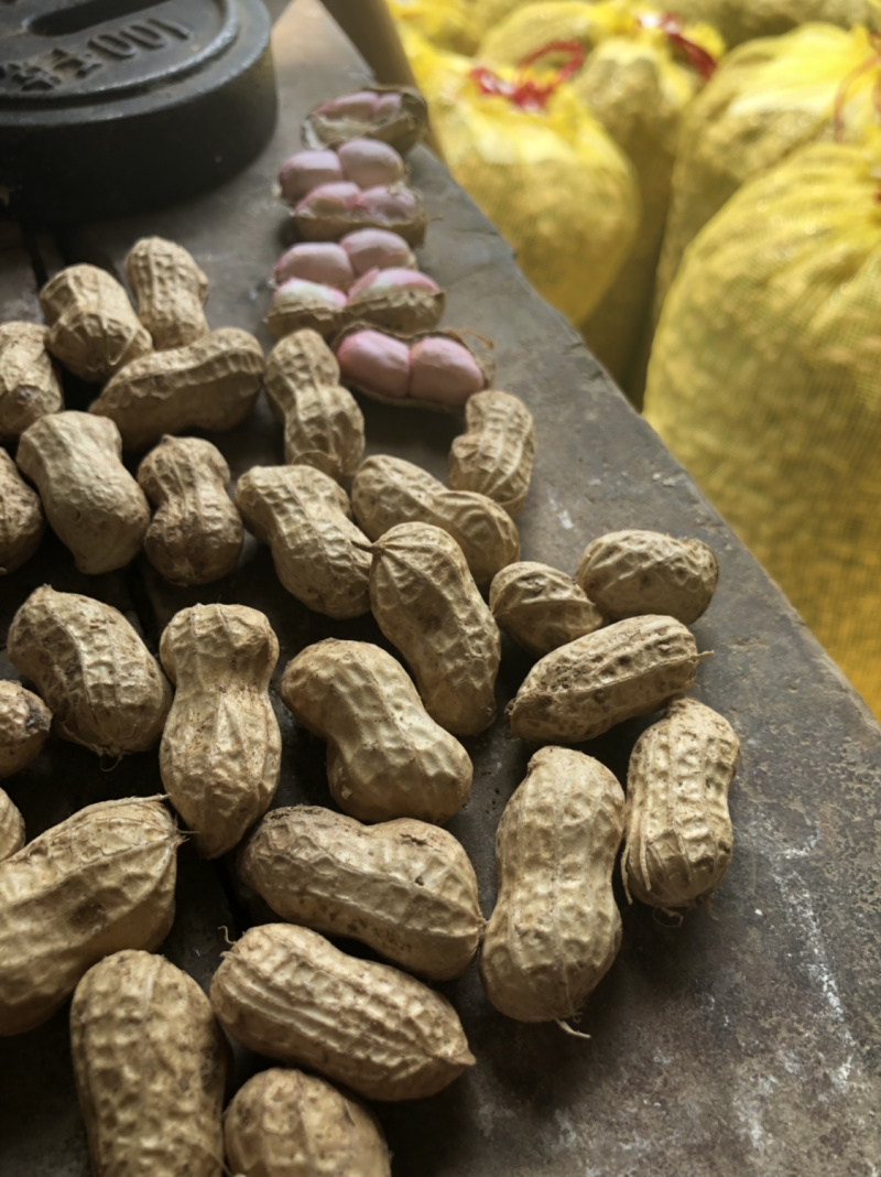 襄阳鲜花生小白沙精品带壳大量上市可供超市