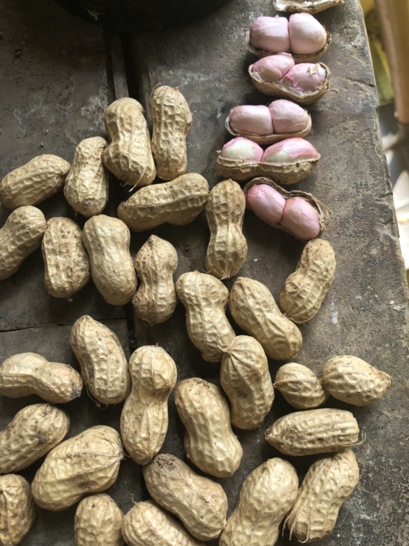 襄阳鲜花生小白沙精品带壳大量上市可供超市