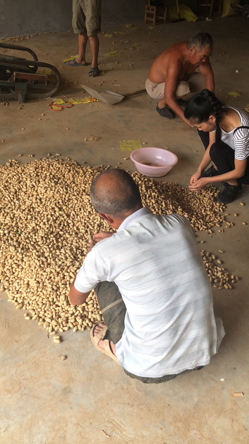 襄阳鲜花生小白沙精品带壳大量上市可供超市