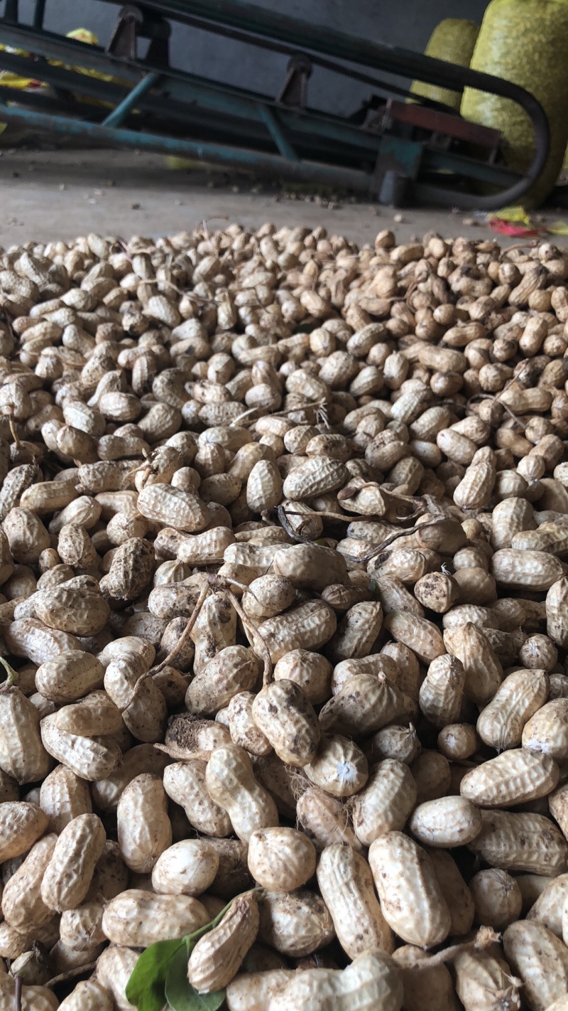 襄阳鲜花生小白沙精品带壳大量上市可供超市