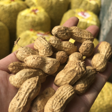 襄阳鲜花生小白沙精品带壳大量上市可供超市
