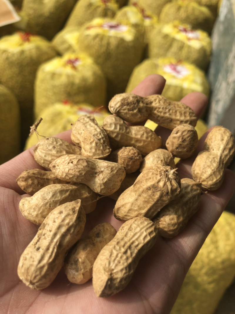 襄阳鲜花生小白沙精品带壳大量上市可供超市