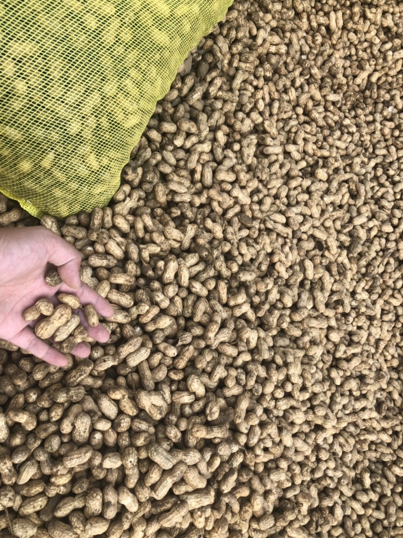 襄阳鲜花生小白沙精品带壳大量上市可供超市