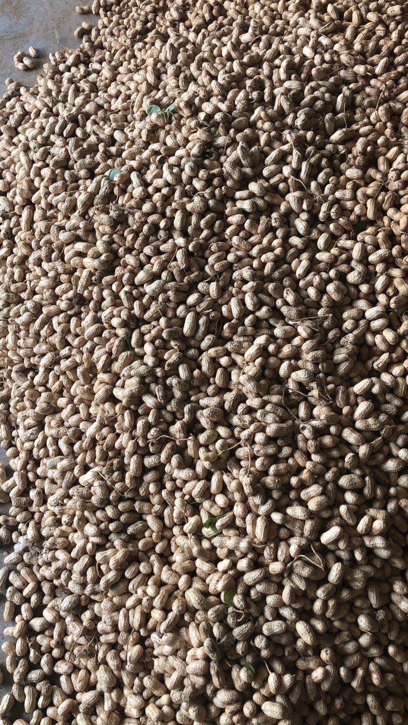 襄阳鲜花生小白沙精品带壳大量上市可供超市