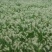 狼尾草种子牧草观赏药用型优质现货供应
