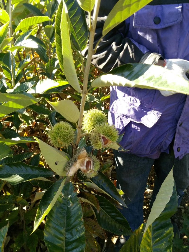 基地直销泰山板栗苗，华光，大红袍板栗苗，品种纯正