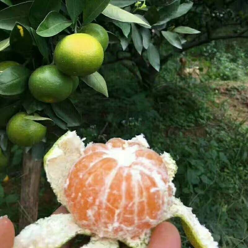 湖北宜昌特早蜜桔达分四号国庆品种多皮薄汁多欢迎咨询