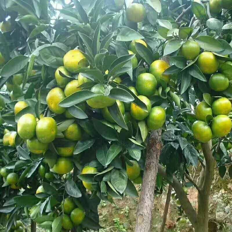 湖北宜昌特早蜜桔达分四号国庆品种多皮薄汁多欢迎咨询