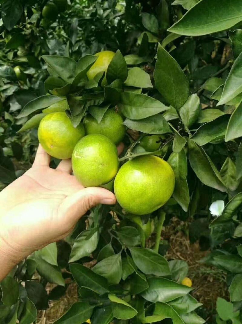 湖北宜昌特早蜜桔达分四号国庆品种多皮薄汁多欢迎咨询