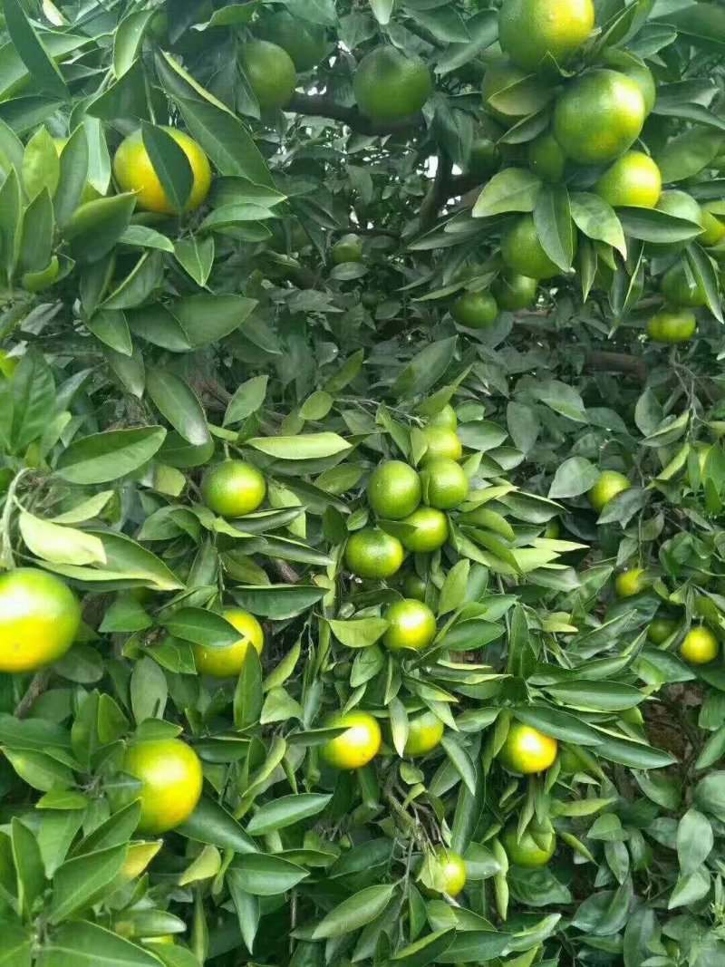 湖北宜昌特早蜜桔达分四号国庆品种多皮薄汁多欢迎咨询