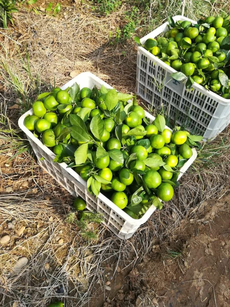 湖北宜昌特早蜜桔达分四号国庆品种多皮薄汁多欢迎咨询