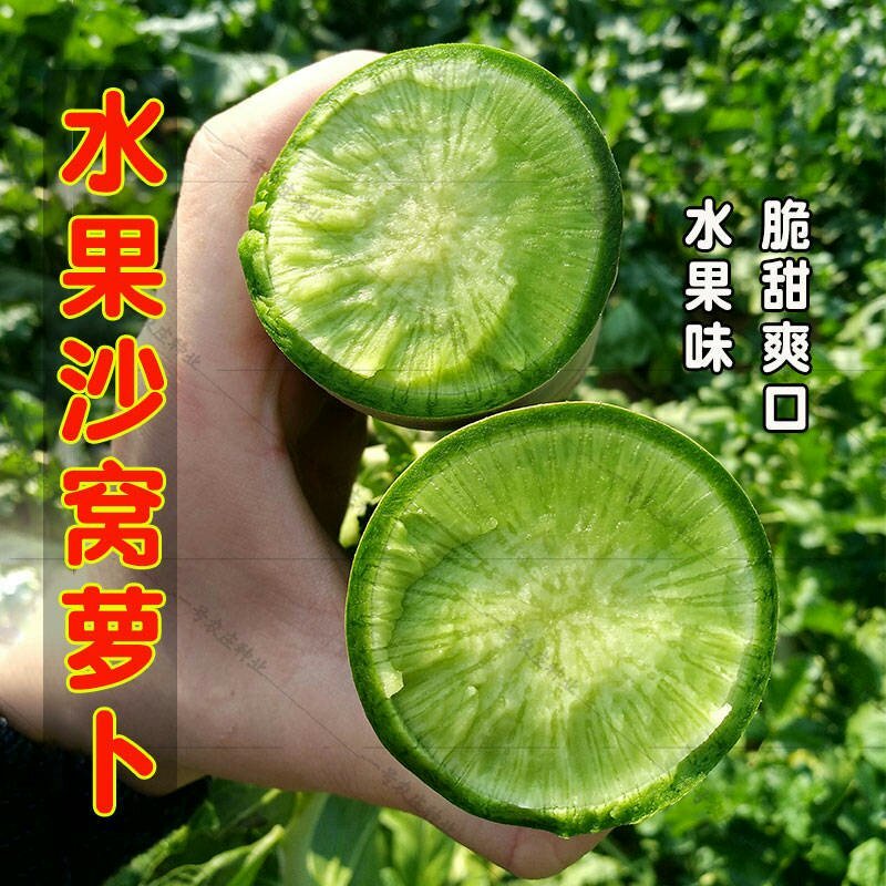 正宗天津沙窝萝卜种子青皮青肉水果萝卜种子甜脆味美