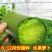 正宗天津沙窝萝卜种子青皮青肉水果萝卜种子甜脆味美