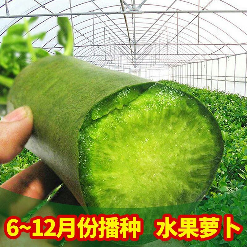 正宗天津沙窝萝卜种子青皮青肉水果萝卜种子甜脆味美