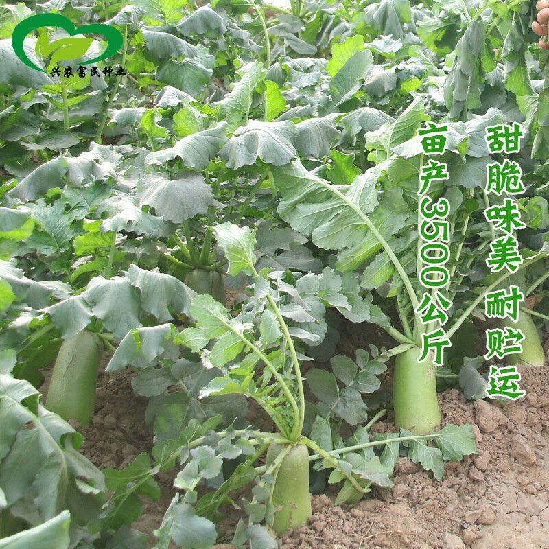 正宗天津沙窝萝卜种子青皮青肉水果萝卜种子甜脆味美