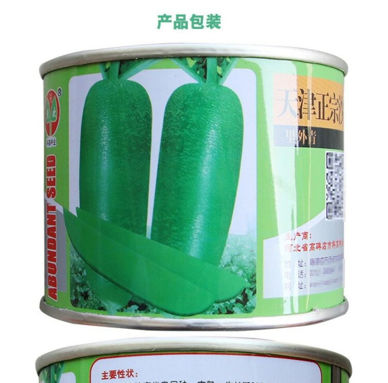 正宗天津沙窝萝卜种子青皮青肉水果萝卜种子甜脆味美