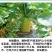 正宗天津沙窝萝卜种子青皮青肉水果萝卜种子甜脆味美