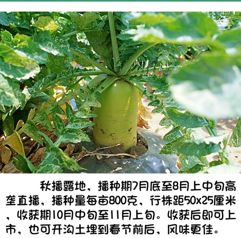 正宗天津沙窝萝卜种子青皮青肉水果萝卜种子甜脆味美