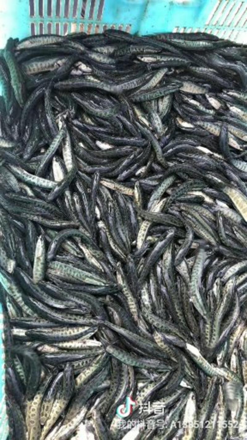 黑鱼，支持全国发货，免费提供养殖技术，上门技术指导。