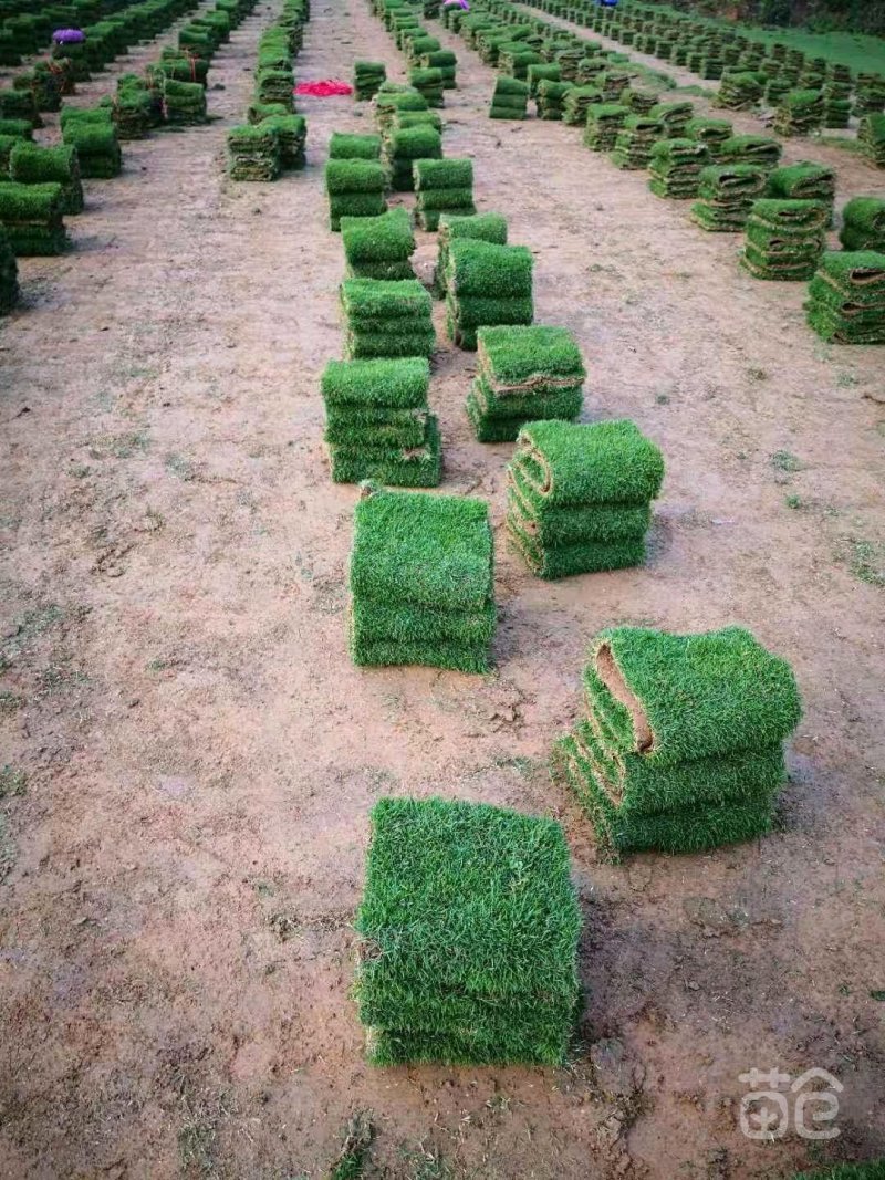 精品马尼拉草，果岭草，台湾青直销，一手货源
