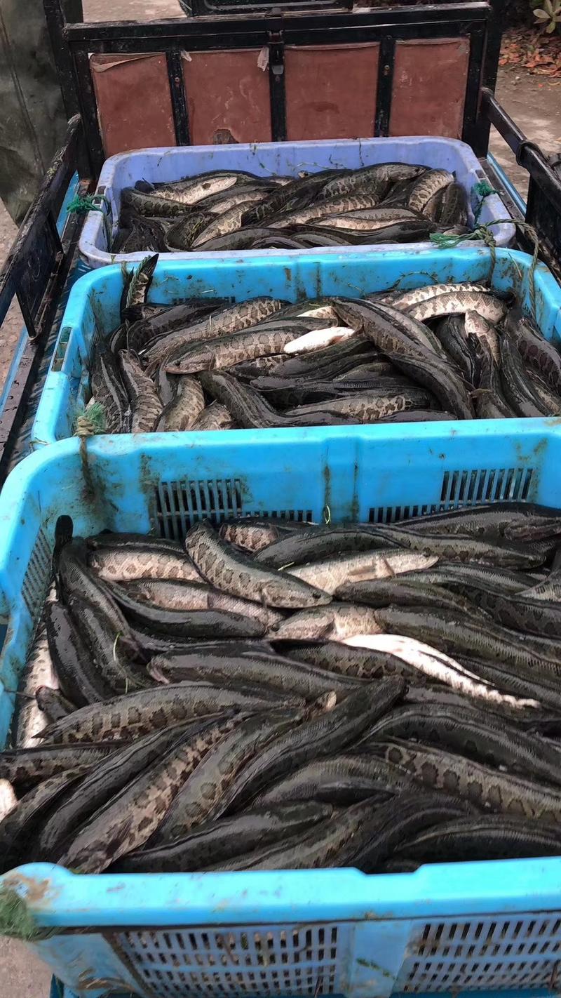 黑鱼，支持全国发货，免费提供养殖技术，上门技术指导。