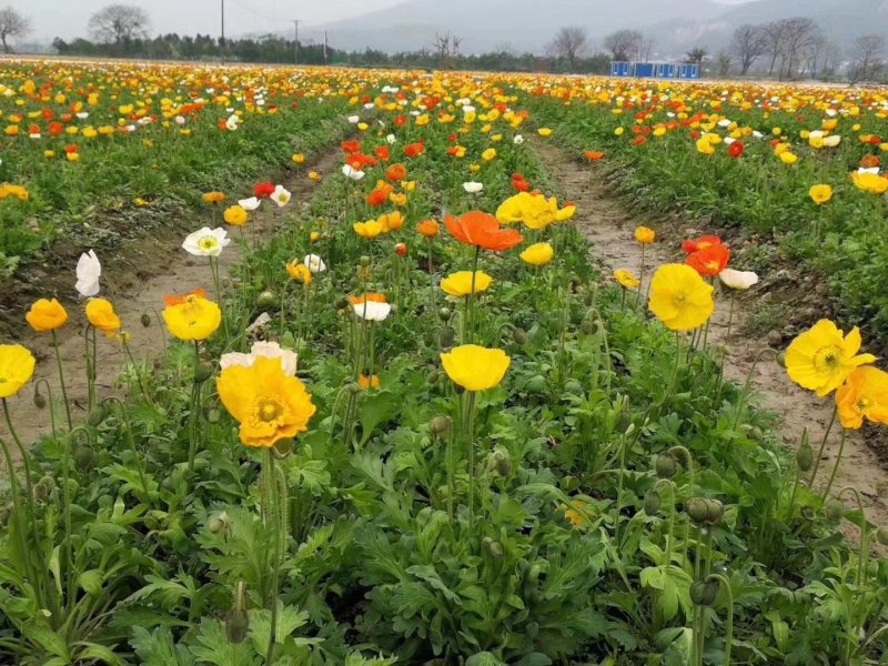 虞美人种子冰岛虞美人单色混色花海公园庭院种植