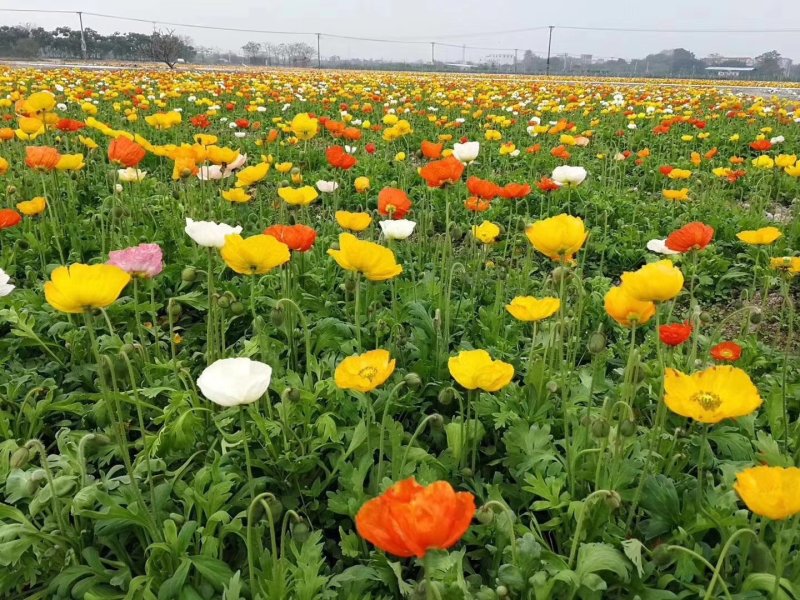 虞美人种子冰岛虞美人单色混色花海公园庭院种植