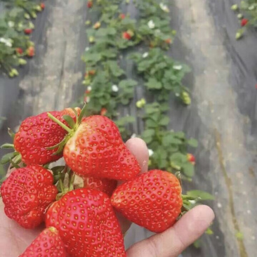 【热销草莓苗】妙香七号草莓苗现起苗脱毒苗/产地直供