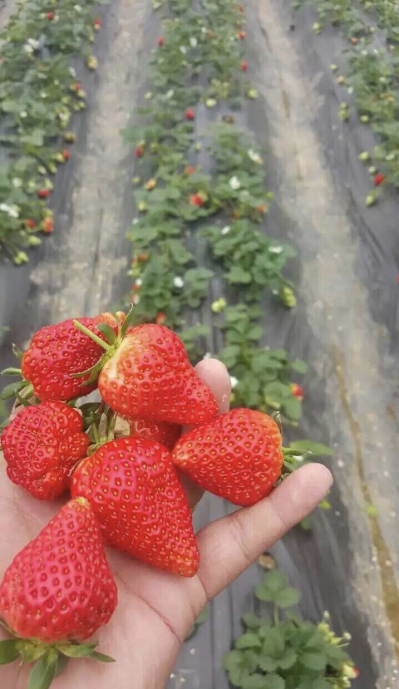 【热销草莓苗】妙香七号草莓苗现起苗脱毒苗/产地直供