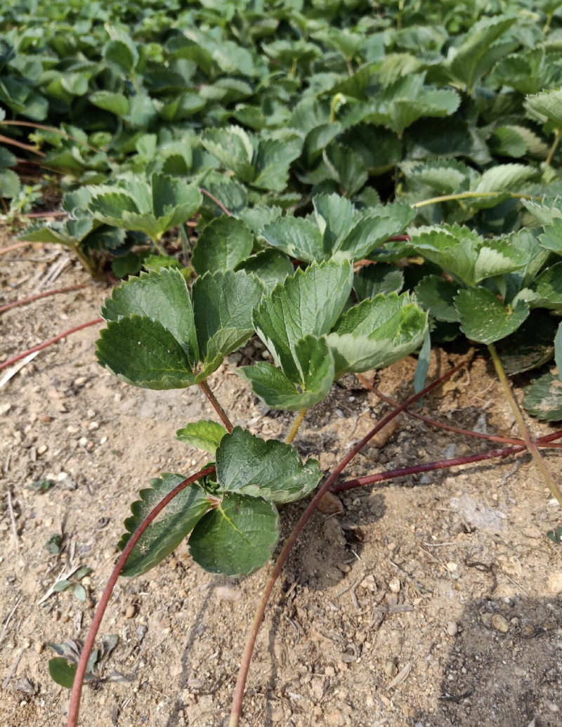 【热销草莓苗】妙香七号草莓苗现起苗脱毒苗/产地直供
