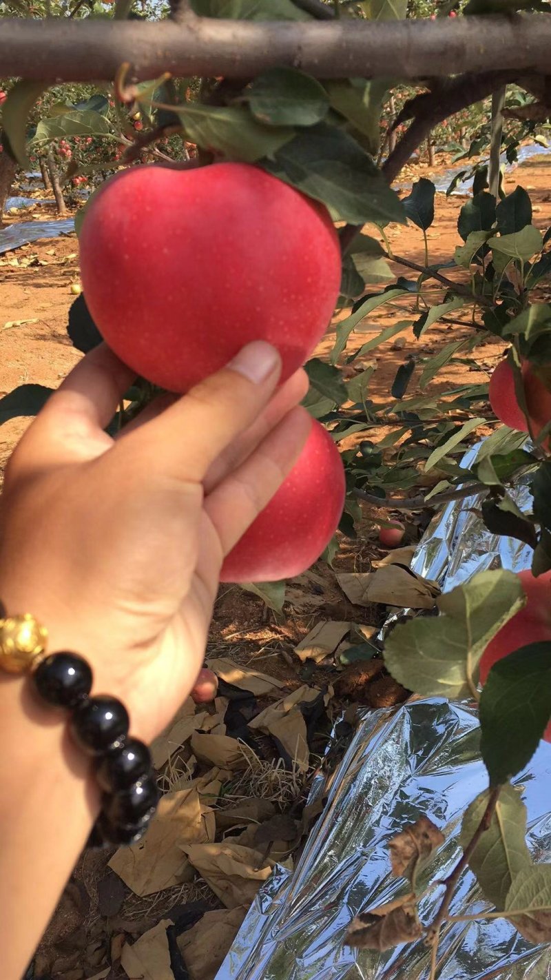 绥中红嘎啦纸袋大量出库啦口感甜脆产地货源充足，代办代发