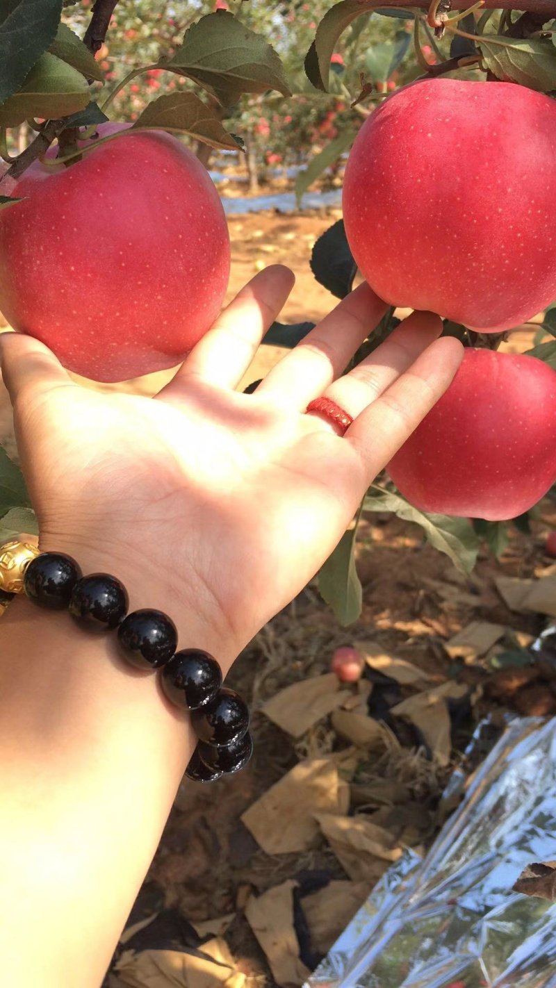 绥中红嘎啦纸袋大量出库啦口感甜脆产地货源充足，代办代发