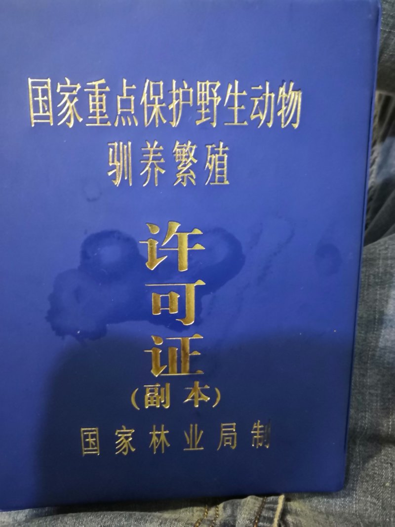 鹿心梅花鹿鲜鹿心梅花鹿干鹿心