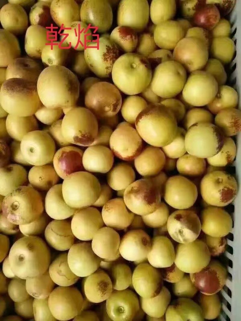 发黄发白冬枣