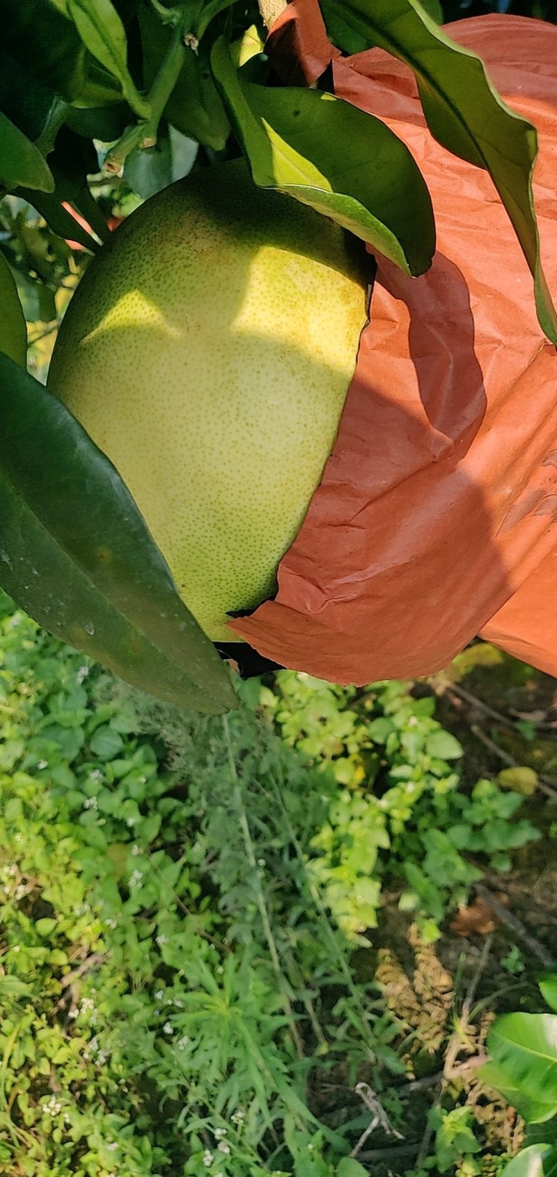 红心蜜柚