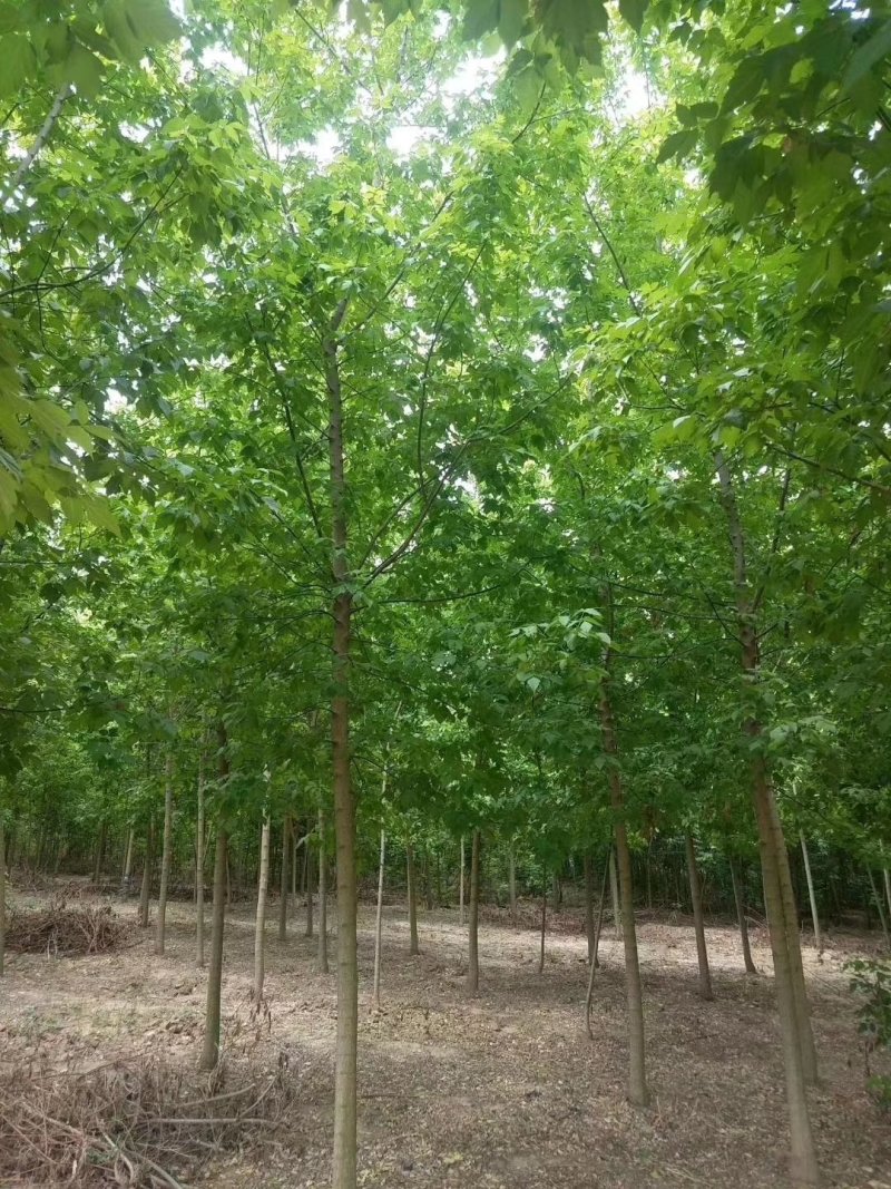 金叶复叶槭，正规苗圃生产，大量出售，价格更优。