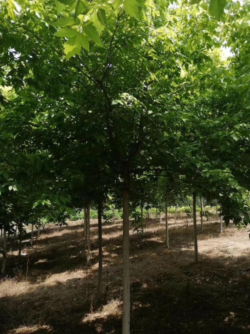 金叶复叶槭，正规苗圃生产，大量出售，价格更优。