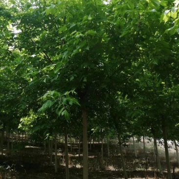 金叶复叶槭，正规苗圃生产，大量出售，价格更优。