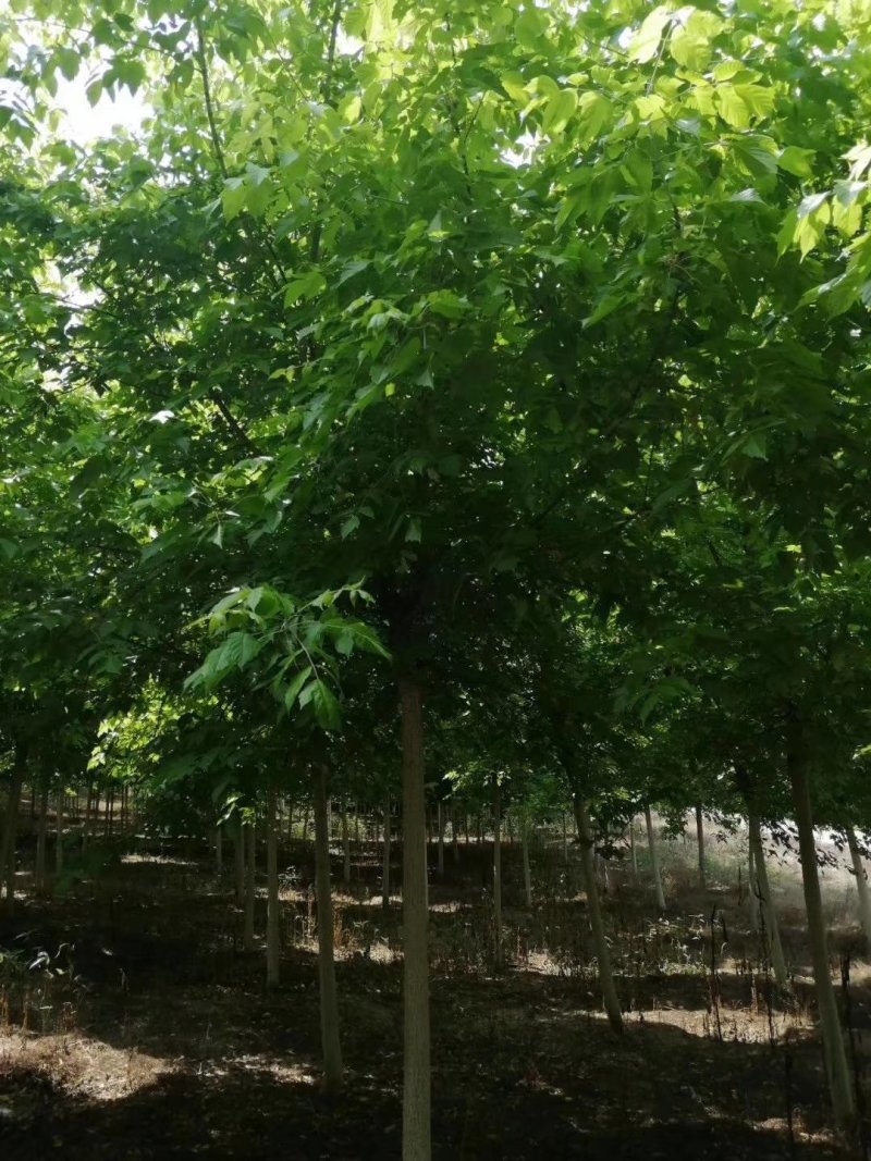 金叶复叶槭，正规苗圃生产，大量出售，价格更优。
