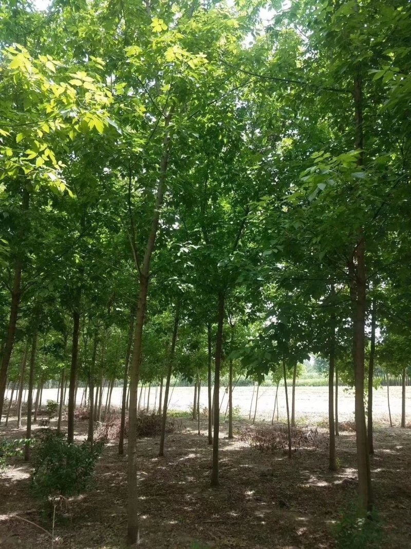 金叶复叶槭，正规苗圃生产，大量出售，价格更优。