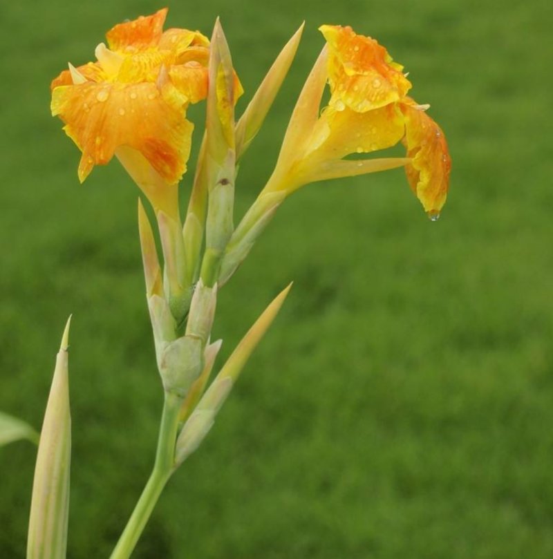 美人蕉籽种庭院花园绿化美观花卉家庭种植