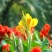 美人蕉籽种庭院花园绿化美观花卉家庭种植
