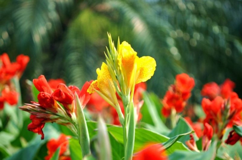 美人蕉籽种庭院花园绿化美观花卉家庭种植