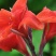 美人蕉籽种庭院花园绿化美观花卉家庭种植