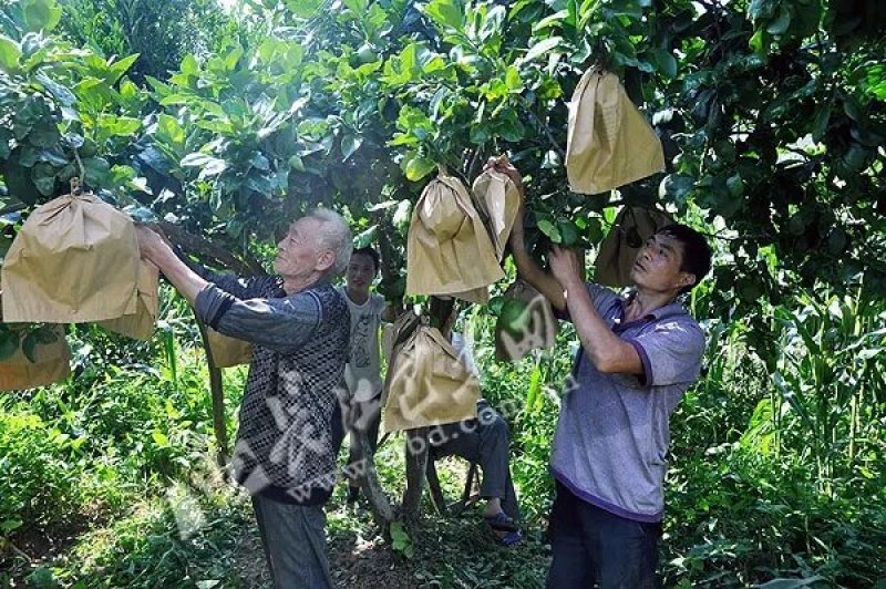 湖北巴东县土家特产原汁绿色脆甜多汁新鲜现摘现发金果坪白柚