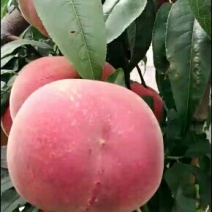 映霜红毛桃