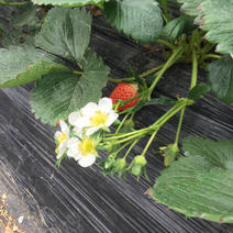【推荐精品】达赛莱克特草莓苗10~20cm，品种纯正